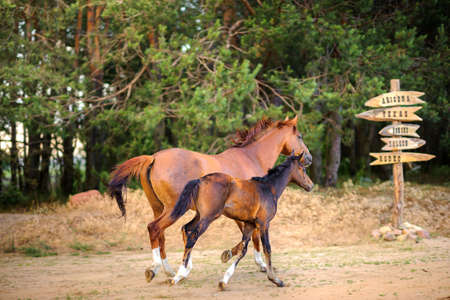 beautiful foal walks together with the motherの写真素材