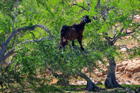 herd of sheep which is grazed on trees in mountains of the Moroccan atlasの写真素材