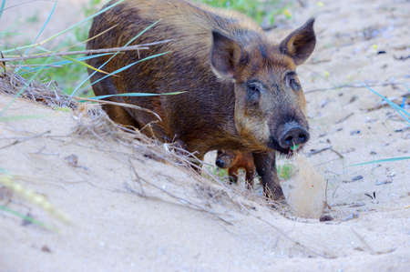wild boar in search of food, animals in the wild natureの写真素材
