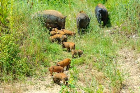 a large family of wild boars walking in the woods in search of food