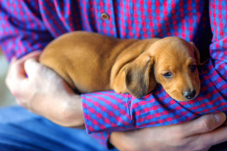 a handsome cute puppy of a dachshund lies with the owner on his hands and looks curiously at the...