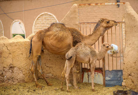 mother camel with her little camelの写真素材