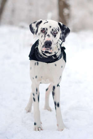 portrait of Dalmatian dog with eyes of different colorsの写真素材