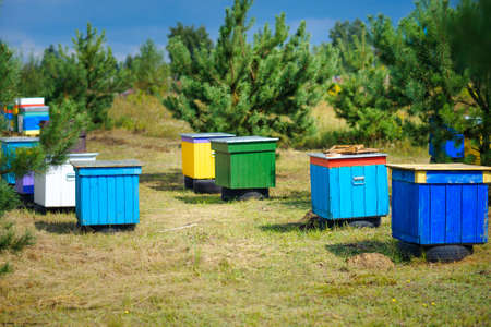 A row of bee colored hives in the forest