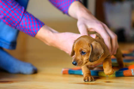man takes in the hands of a small cute puppy dachshund