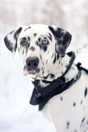 portrait of Dalmatian dog with eyes of different colorsの写真素材