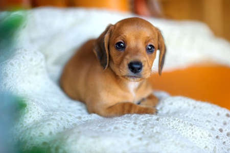 a handsome puppy of a dachshund lies on a chair and looks closely at the cameraの写真素材