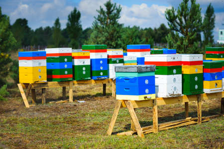 A row of bee colored hives in field