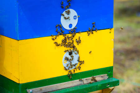 a lot of bees near their hive