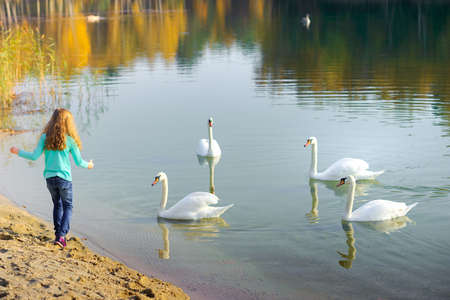 happy girl walks on the lake, plays and feeds swansの写真素材