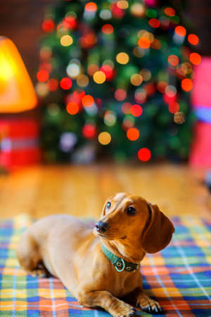 year of the dog, a beautiful little dog lies on a blanket on the background of a festive Christmas tree
の写真素材
