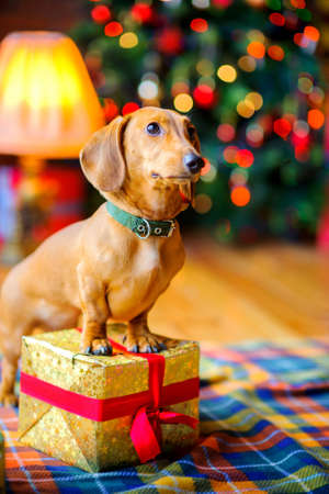 year of the dog, a beautiful little dog stands with paws on a gift box on the background of a festive Christmas treeの写真素材