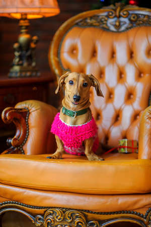 year of the dog, a beautiful little dog of the Dachshund breed dressed in a warm jacket, sits in an armchair next to a gift and smilesの写真素材