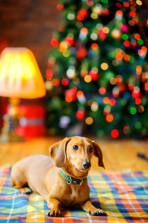 year of the dog, a beautiful little dog lies on a blanket on the background of a festive Christmas tree
の写真素材