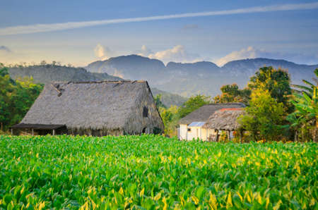 Cuban tobacco farm, planter's house in the eveningの写真素材