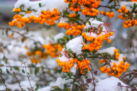 rowan berries covered with the first snowの写真素材