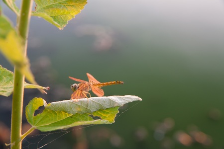 dragon fly