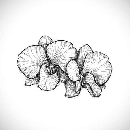 orchid sketch drawing isolated on white background, vector illustrationのイラスト素材
