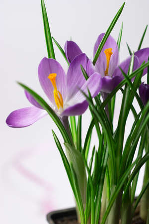 Crocuses on white background