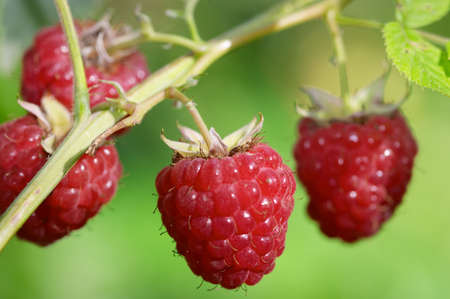Closeup of raspberries. Small focus depth on first raspberry