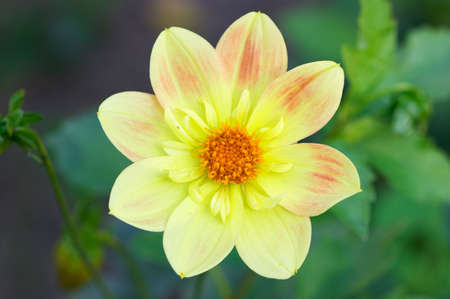 Closeup of yellow flower in garden