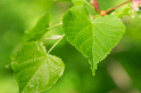 lime tree green leavesの写真素材