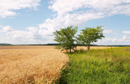 Nature background: two trees in the wheat field and clouds in the blue skyの写真素材