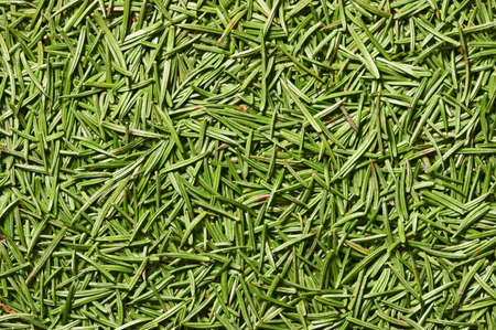 Fir-needle texture - closeup of fir needlesの写真素材