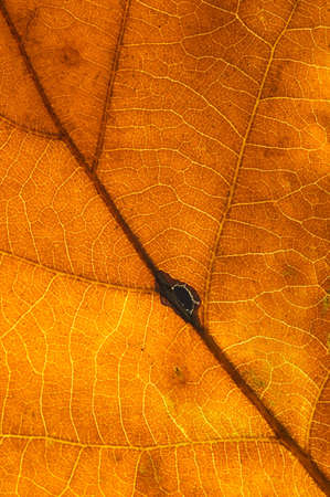 Macro phoro of autumn oak leaf texture