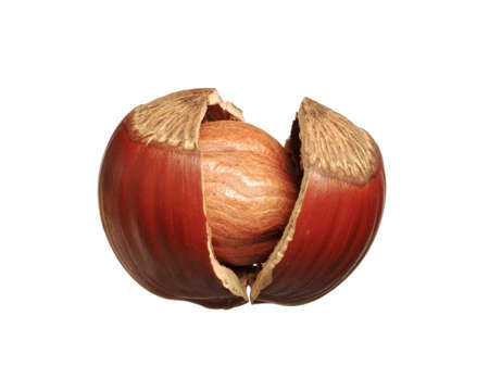 Closeup of cracked hazelnut - isolated on white backgroundの写真素材