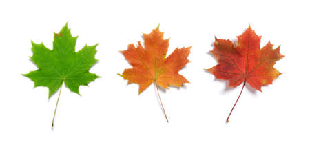 Set of three maple autumn leaves isolated on white background with light shadowの写真素材