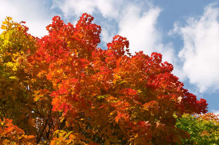 Autumn sky; Colored maple leaves on blue sky with clouds