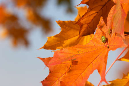 Orange maplle leaves; Autumn bugs on orange maplle leaf