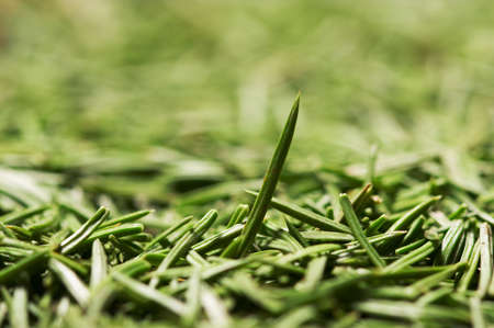 Closeup of fir needle. Shallow focus depth on front needleの写真素材