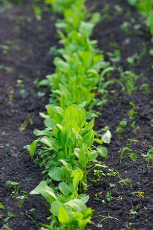 Garden green sorrel