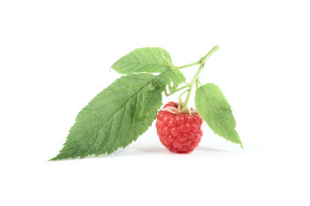 Twig of raspberry on white background with light shadow