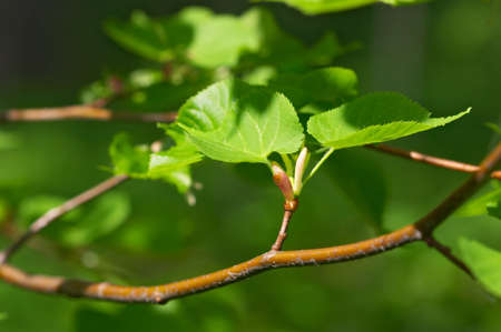 Closeup of lime tree green leaves の写真素材