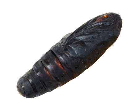 Hibernate - closeup of pupa isolated on white backgroundの写真素材