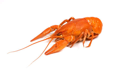 Closeup of isolated crayfish on white backgroundの写真素材