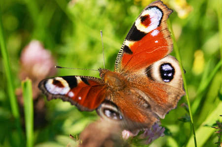 Butterfly on green grass - Emperor moth (Saturnia)の写真素材