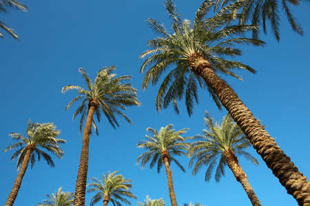 Palms on blue sky. Las Vegas.