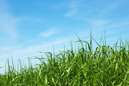 Nature background - green grass knoll and blue sky