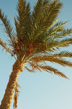 Closeup of date palm tree on blue skyの写真素材