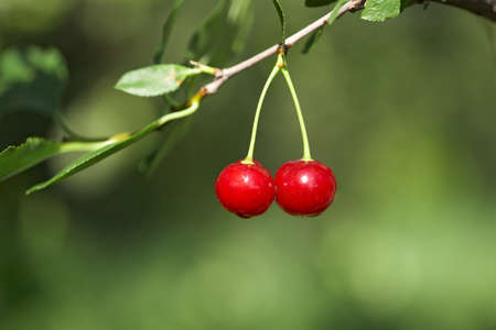Closeup of two cherries with drops on cherry-tree in orchard. Shallow focus depth on cherriesの写真素材