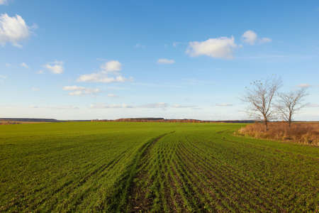 Winter grain crops green field background and two treesの写真素材