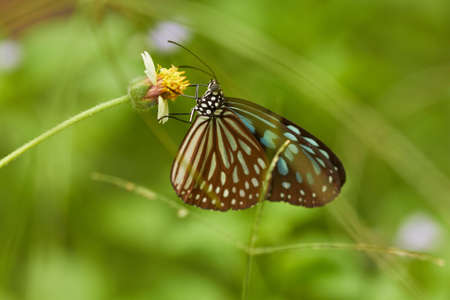 Tropical butterfly on yellow flower in green grass. Shallow focus depth on butterfly