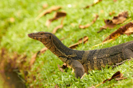 Closeup of monitor lizard - Varanus on green grass (Varanidae)