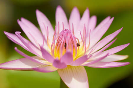 Closeup of pink lotus tropical flower. Shallow focus depth on center of flower