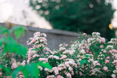 pink flowersの写真素材
