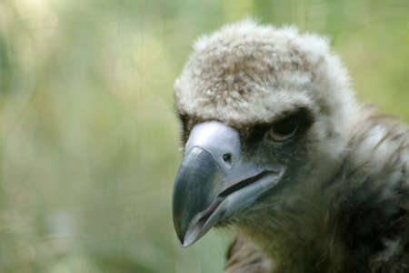 Griffon vulture - young